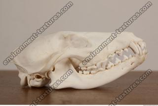 photo reference of skull 0046